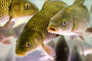 Как построить пруд для разведения рыбы: 4 способа