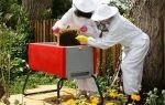 Как разводить пчел: топ-3 лучших метода