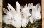 Как разводить кроликов: особенности + советы для начинающих