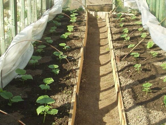 Как выращивать огурцы в теплице: 4 этапа для ухода