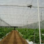 Как выращивать клубнику в теплице и домашних условиях?