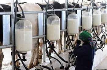 Производство молока в России – условия бизнеса