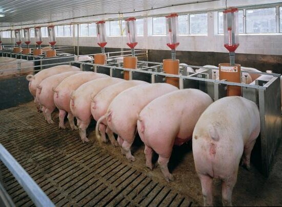 Бизнес план свинофермы: подробные расчеты