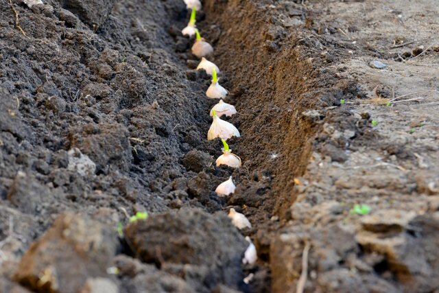 Как вырастить чеснок из семян: бизнес план