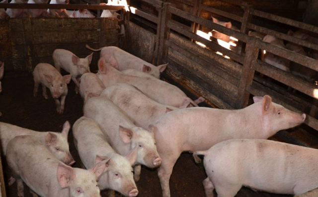 Бизнес план свинофермы: подробные расчеты