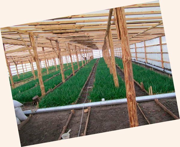 Выращивание зеленого лука: готовый бизнес план