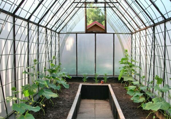 Как выращивать огурцы в теплице: 4 этапа для ухода