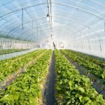 Как выращивать клубнику в теплице и домашних условиях?