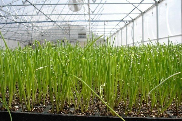 Выращивание зеленого лука: готовый бизнес план