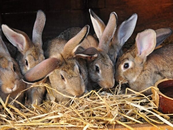 Как разводить кроликов: особенности + советы для начинающих