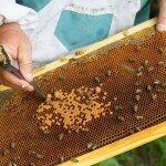 Как разводить пчел: ТОП-3 лучших метода