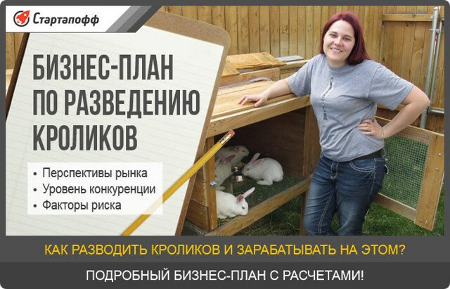Бизнес план – кролиководство в рамках РФ
